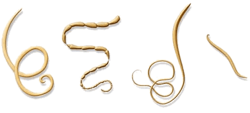 NEOflorax ajuda contra todos os helmintos conhecidos